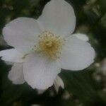 Philadelphus coronarius花