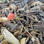 Haemanthus coccineus आदत