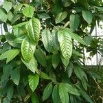 Piper longepetiolatum Leaf