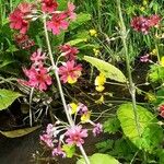 Primula bulleyana Kukka