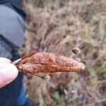 Tilia cordataFulla