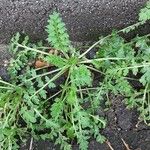 Lepidium didymum 葉
