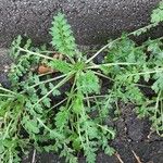 Lepidium didymum Leaf