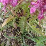 Pedicularis verticillata 葉