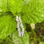 Heliotropium elongatum Blüte