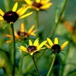 Rudbeckia triloba आदत