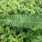 Sesbania bispinosa Hoja