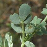 Coronilla valentina Blatt