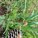 Micranthes texana Habit