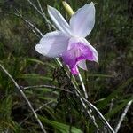 Arundina graminifolia Квітка