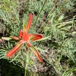 Castilleja tenuiflora Virág