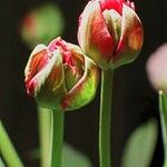 Tulipa agenensis Other