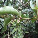 Amborella trichopoda Fruit