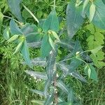 Euphorbia lathyris Φύλλο