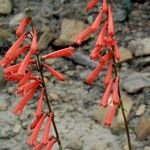 Penstemon eatonii Цвят