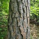 Pinus echinata Bark