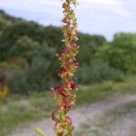 Rumex bucephalophorus Blüte