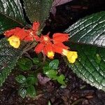 Chrysothemis pulchella Flower