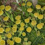 Bupleurum stellatum Habit