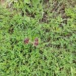 Fedia cornucopiae Цвят
