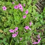 Oxalis articulata ফুল