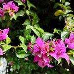 Bougainvillea glabraЦветок