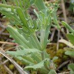 Valeriana discoidea Deilen