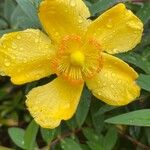 Hypericum patulum Flower