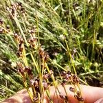 Juncus gerardi Leaf