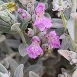 Stachys inflata Fiore