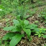 Cynoglossum virginianumHostoa