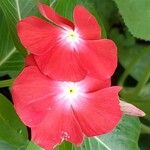 Catharanthus roseus花