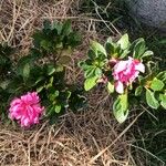 Rhododendron alabamense Blomma