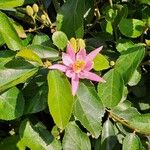 Grewia occidentalis Flower