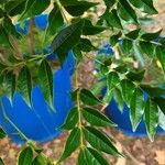 Lonchocarpus nitidus