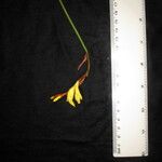 Cautleya gracilis Egyéb