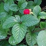 Potentilla indica Folha