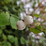 Symphoricarpos albus Fruto