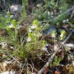 Euphrasia pectinata عادت