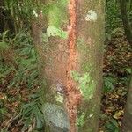 Elvasia elvasioides Bark