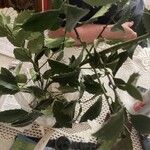 Ilex aquifolium পাতা