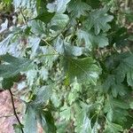 Crataegus rhipidophyllaFrunză