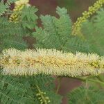 Faidherbia albida Blüte
