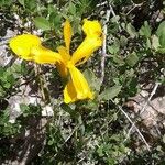 Iris juncea Kwiat