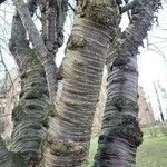 Prunus serrula Corteza