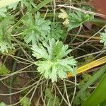 Geranium carolinianum Blatt