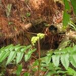 Cunonia austrocaledonica 形态