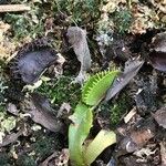 Dionaea muscipula Blad