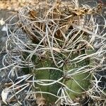 Astrophytum capricorne Leht