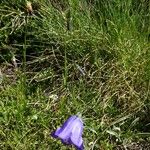 Campanula scheuchzeri Staniste